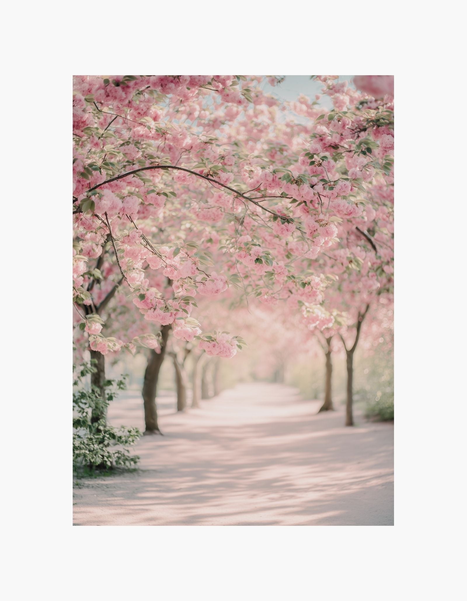 Cherry Blossom Path Plakat