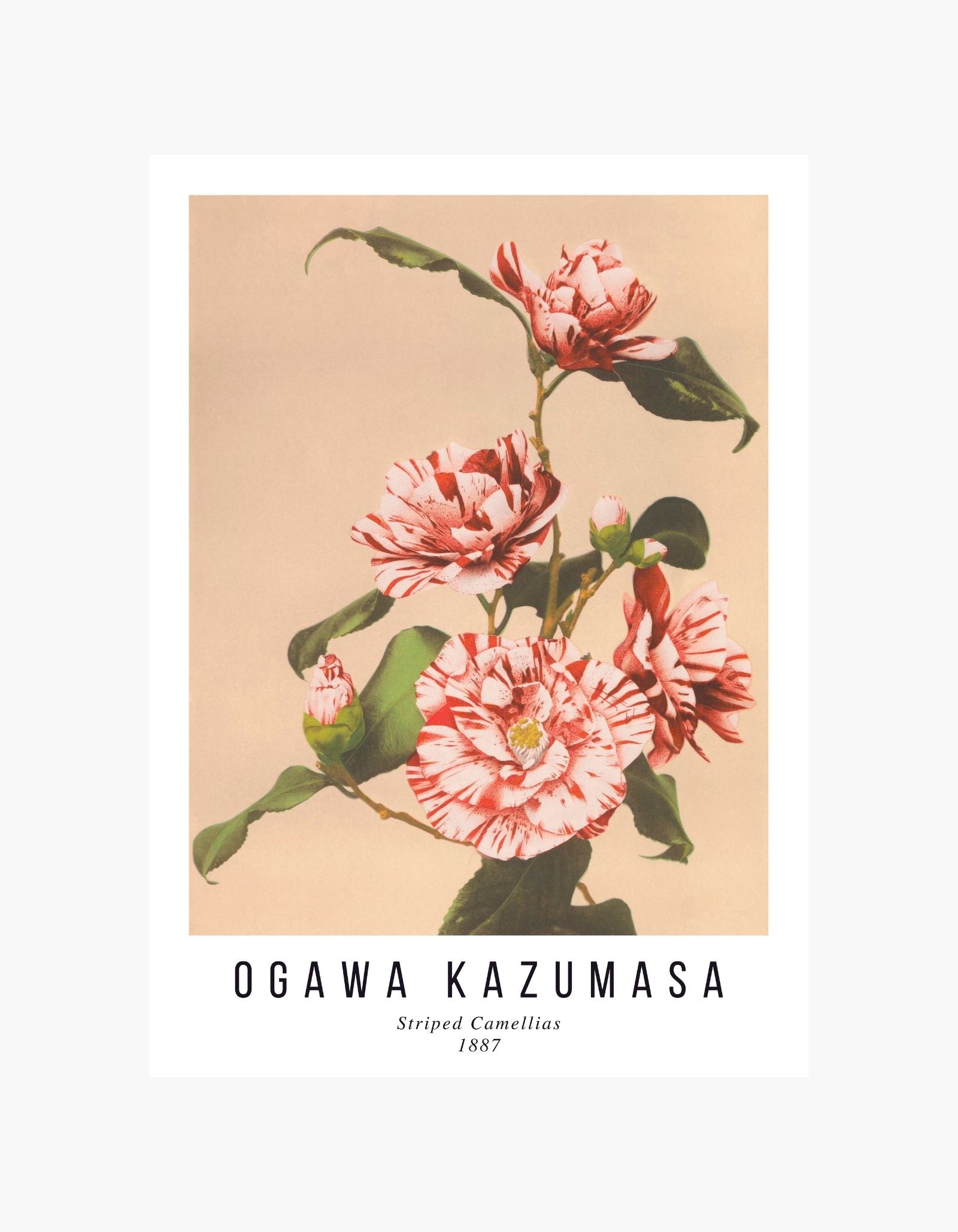 Ogawa Kazumasa Plakat med stribede kameliaer