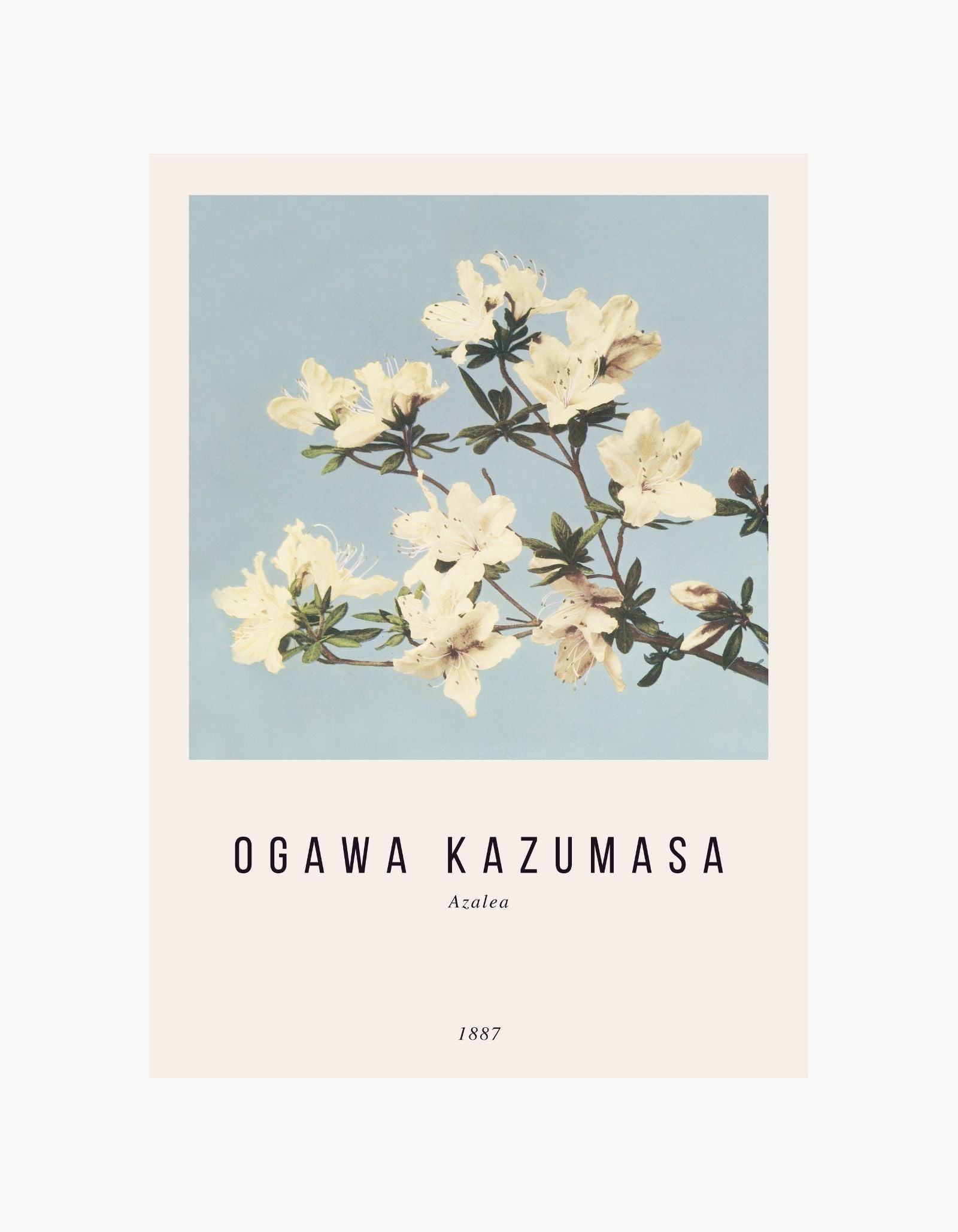 Ogawa Kazumasa Azalea Plakat