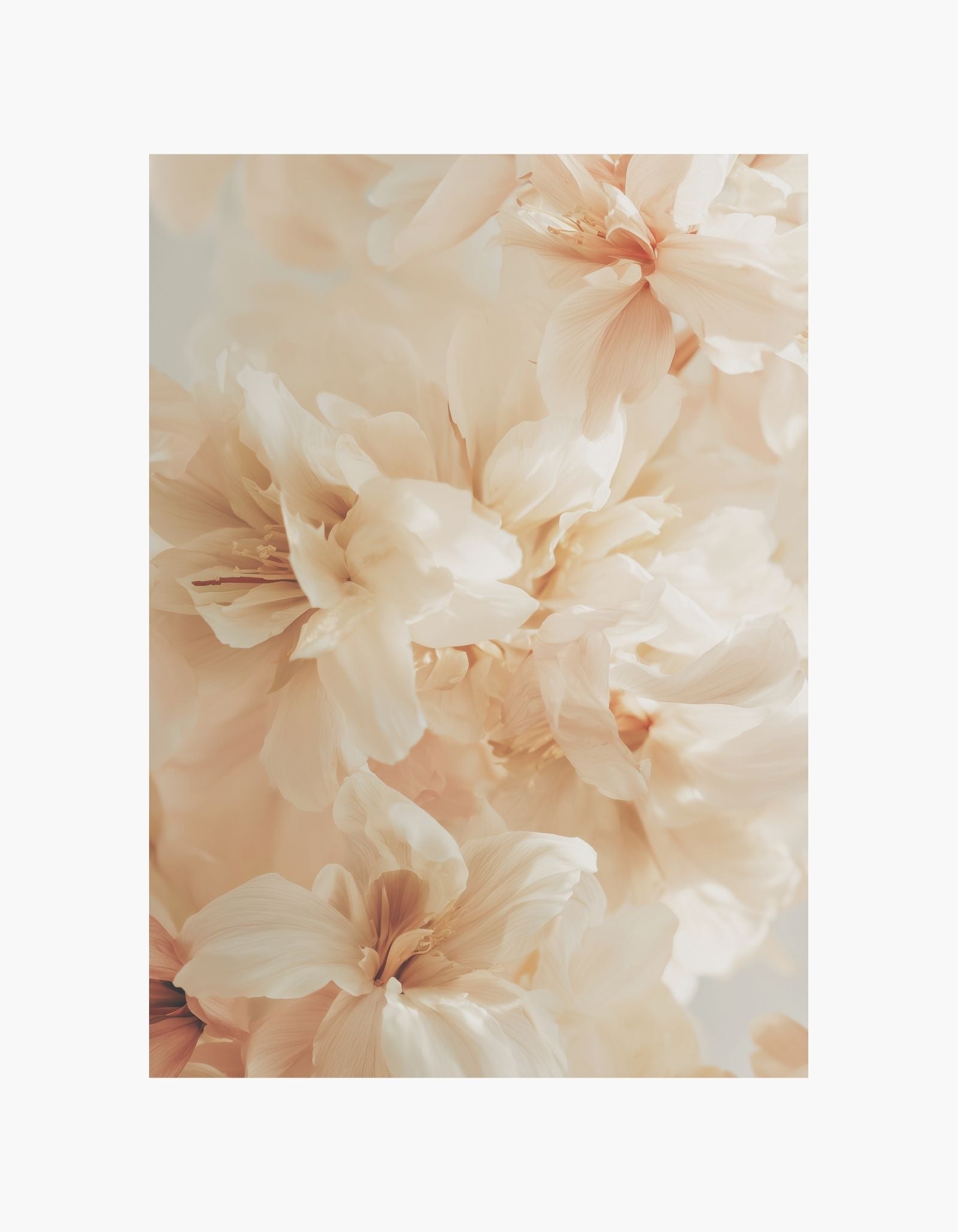 Plakat med bløde ferskenblomster