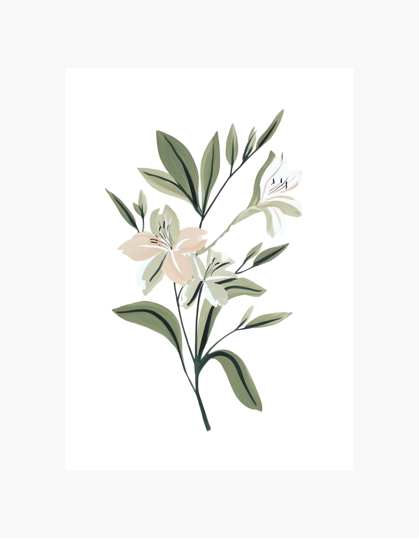 Botanisk plakat med blød lilje