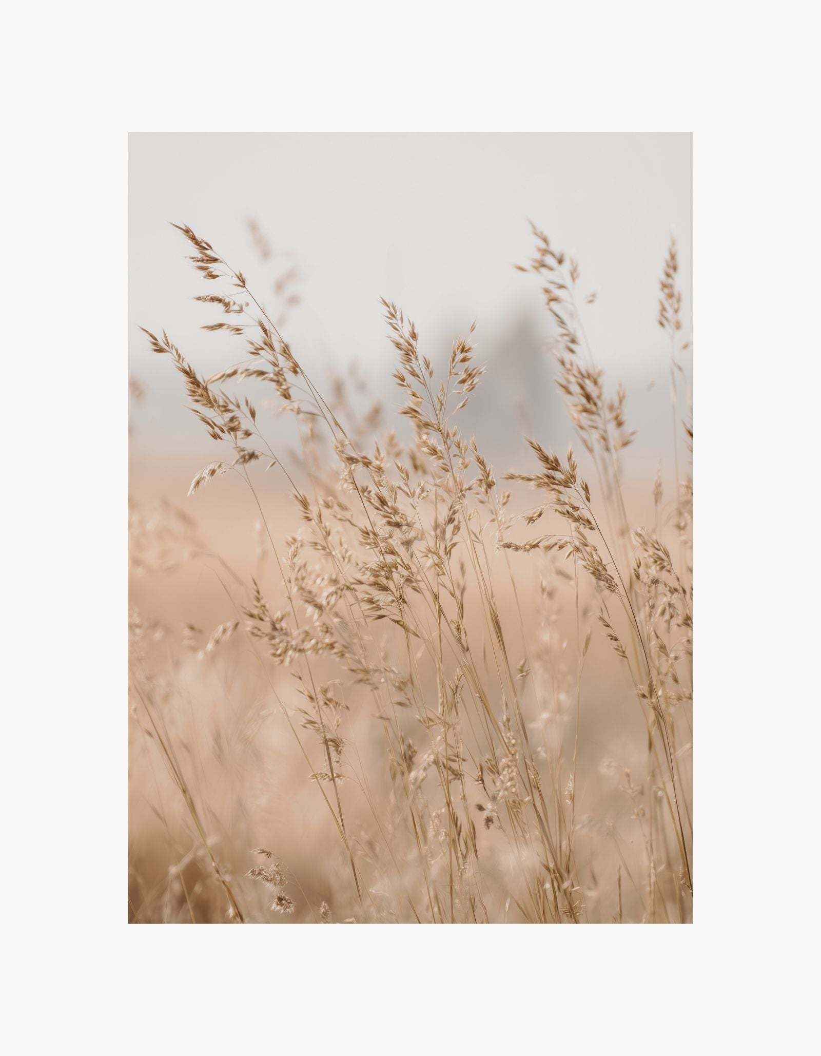 Golden Meadow Plakat