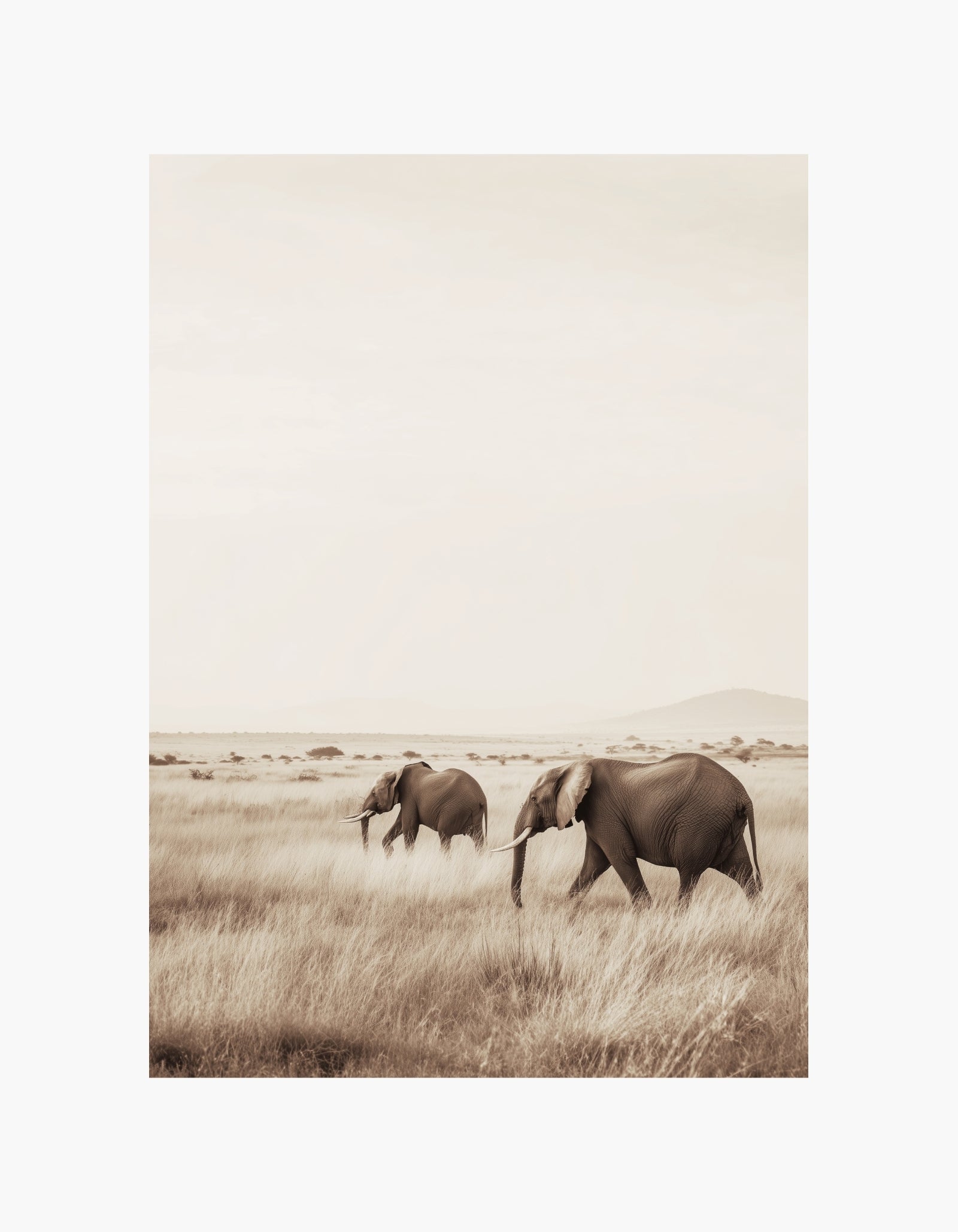 Plakat for savannevandring
