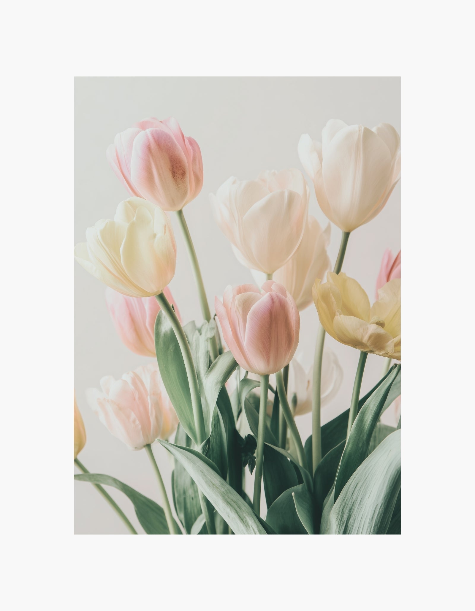 Bløde tulipaner