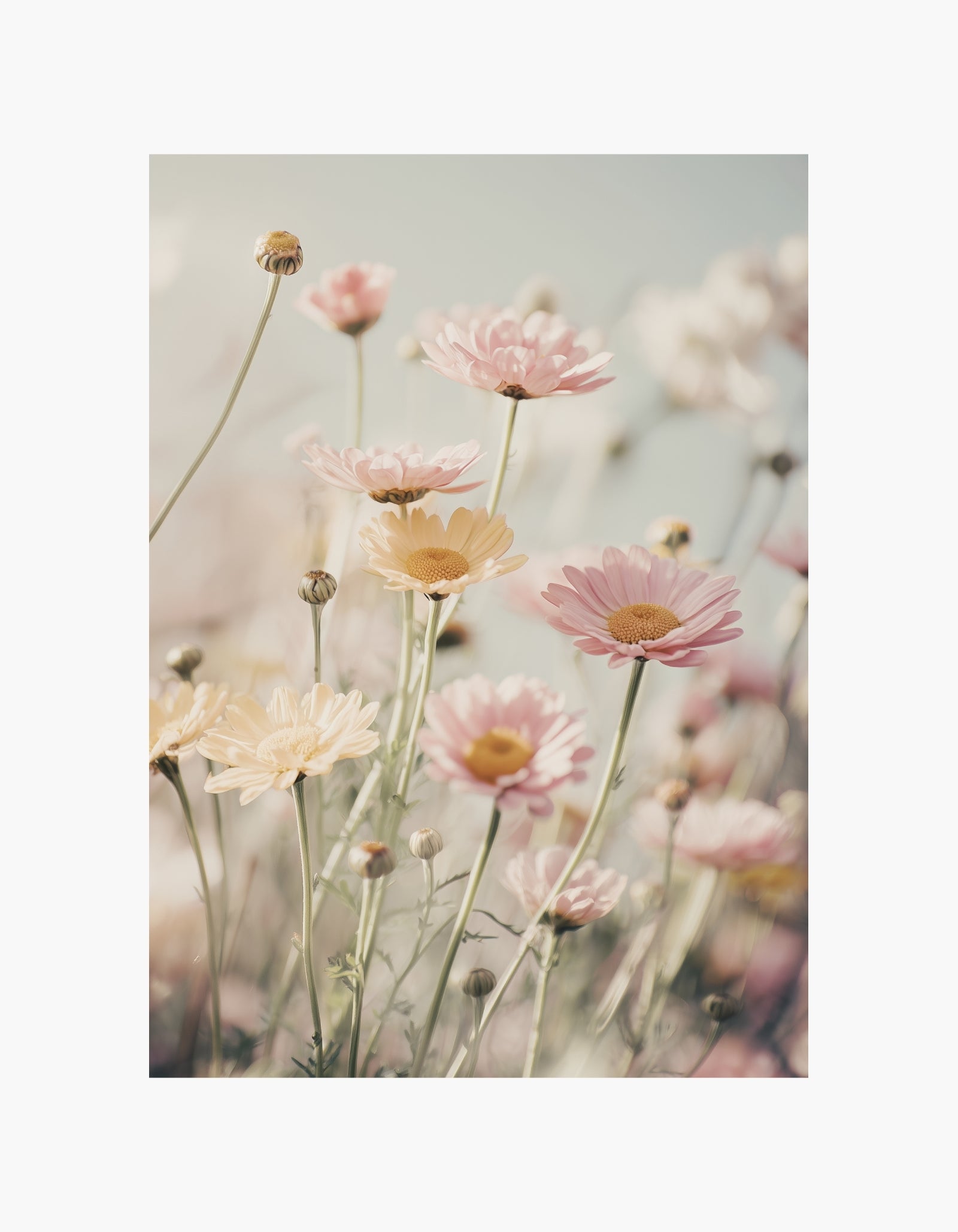 Blød blomstereng