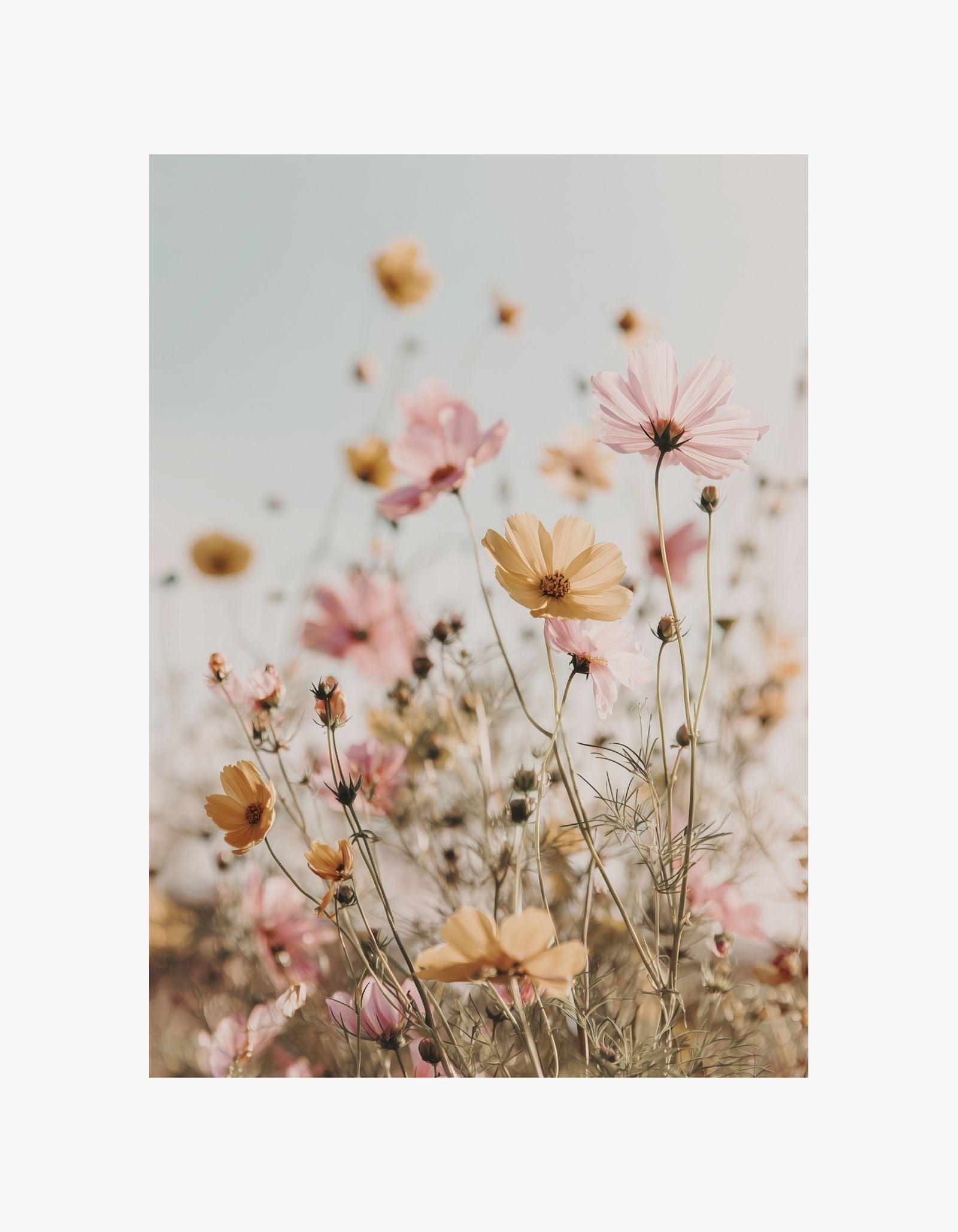 Plakat med vilde blomster