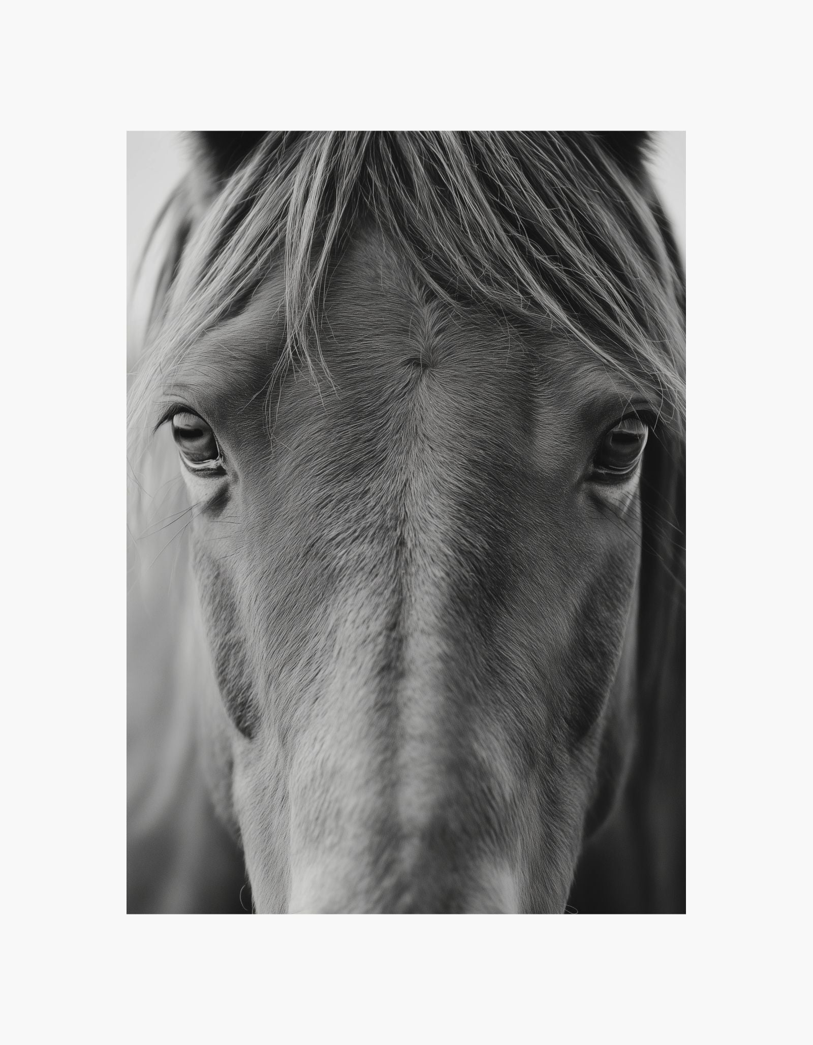Horse Poster