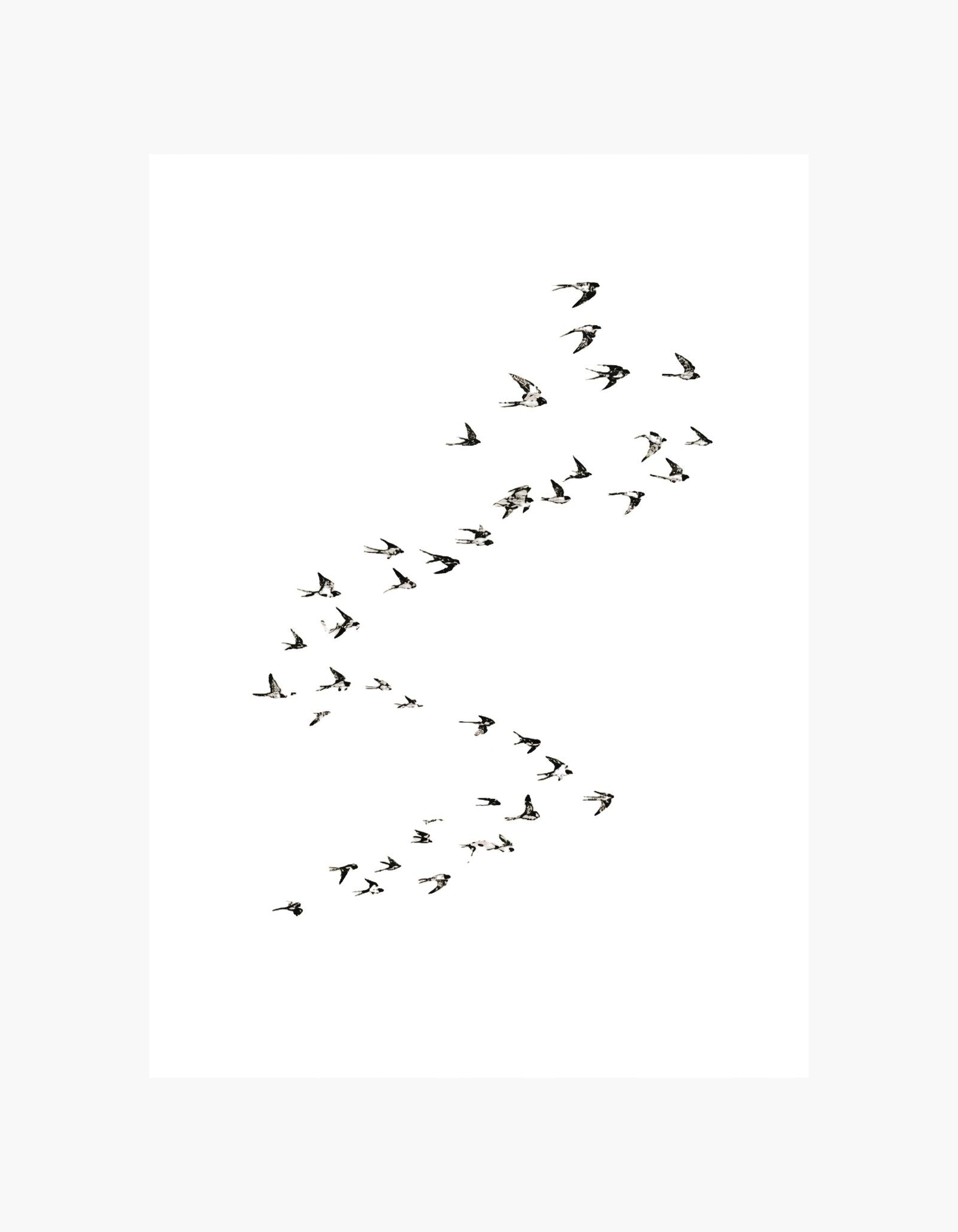 Birds Poster
