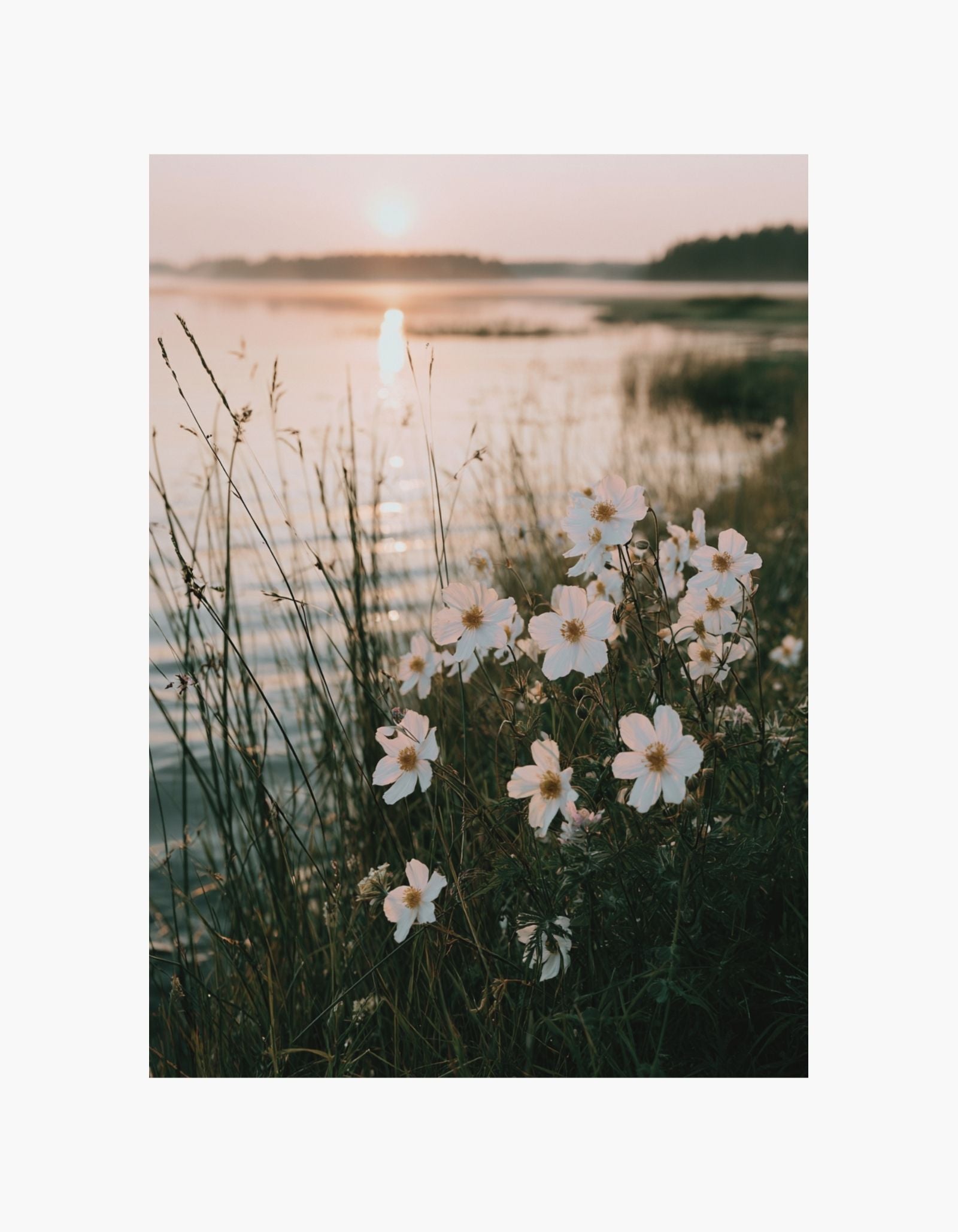 Sunset Bloom Poster