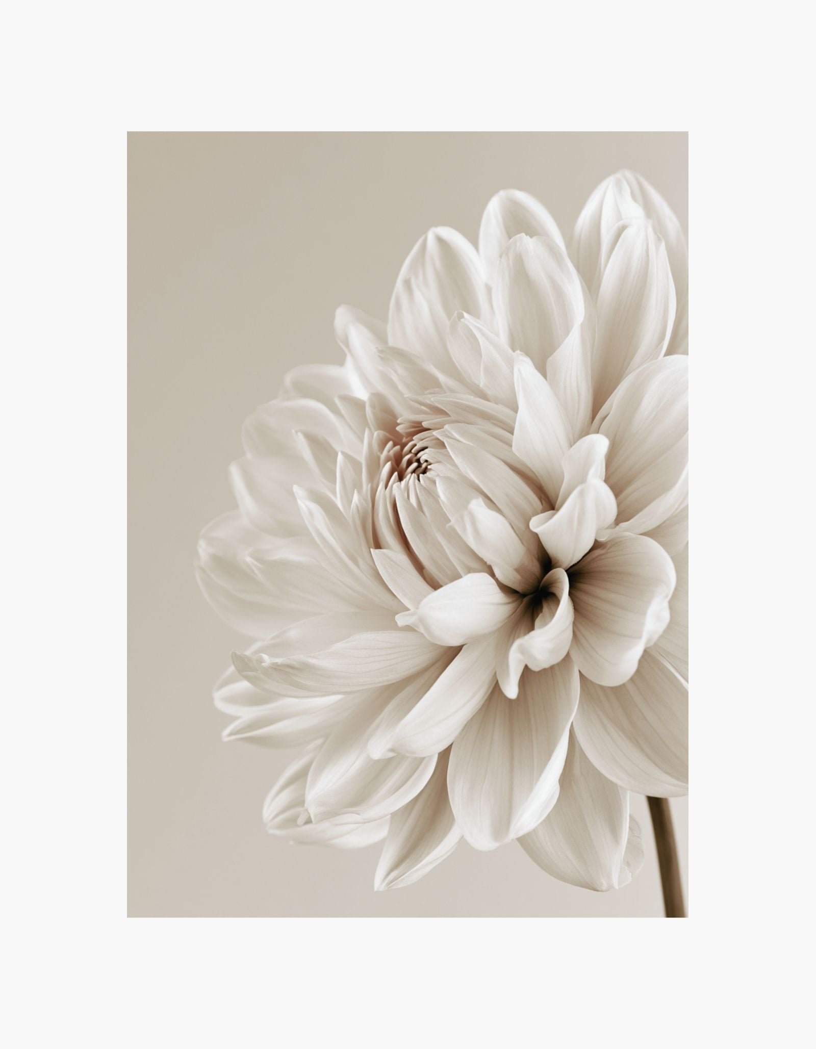 Beige Dahlia No2 Poster