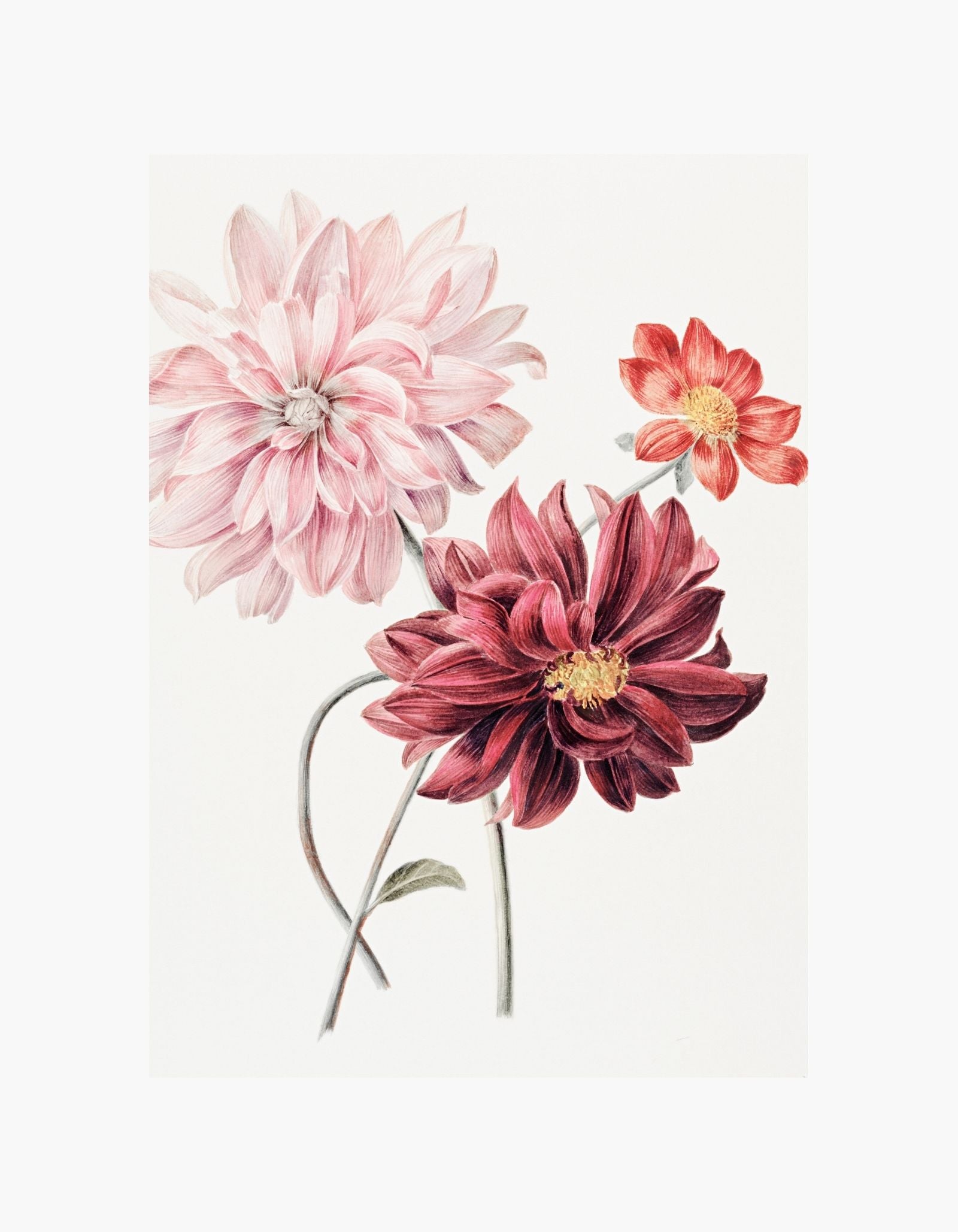 Vintage Dahlia by Willem Hekking Poster