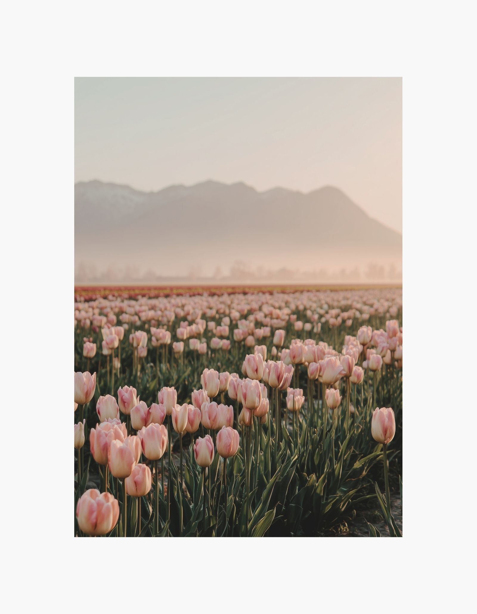 Pink Tulip Fields Poster