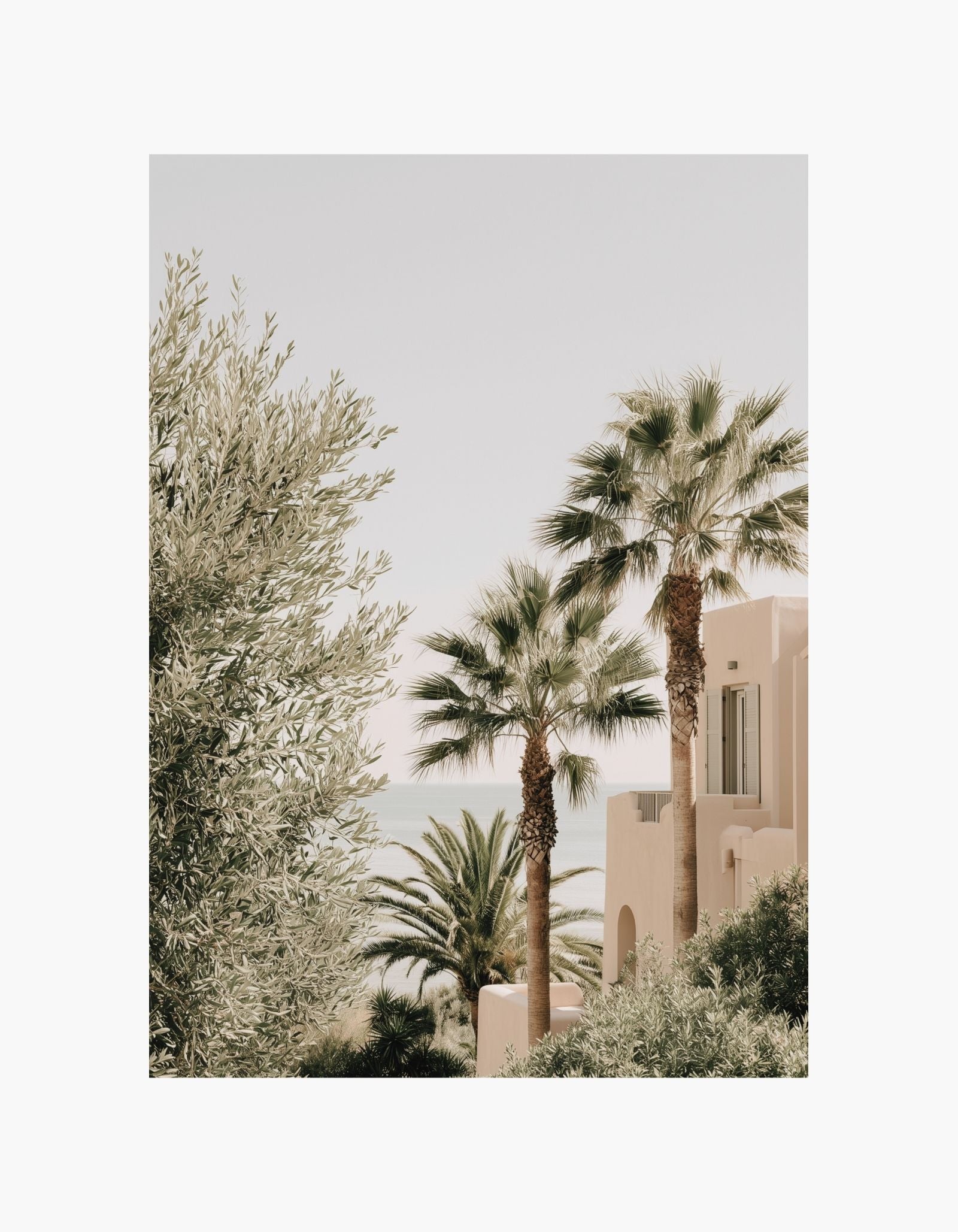 Mediterranean Palms Poster