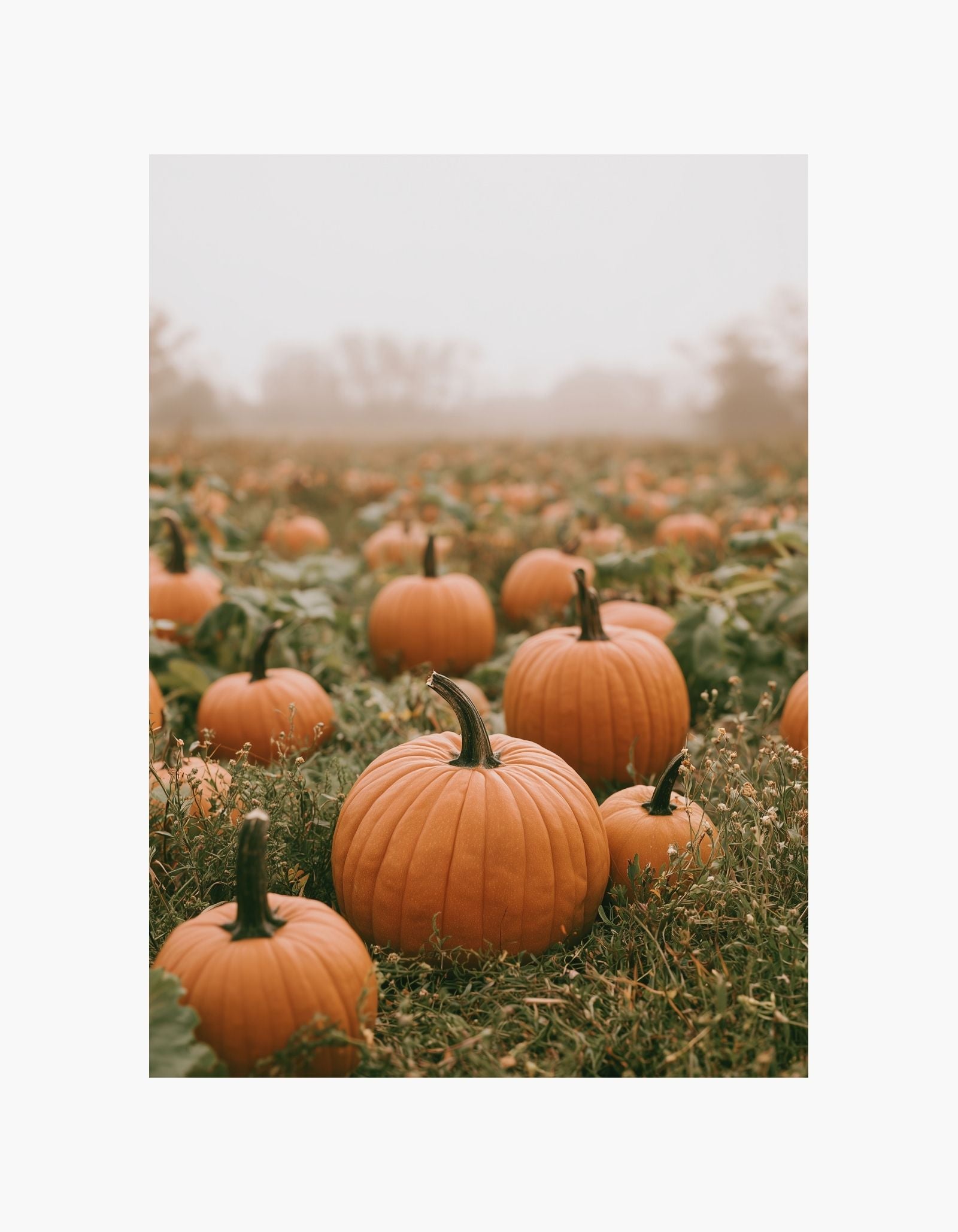 Pumpkin Field Poster