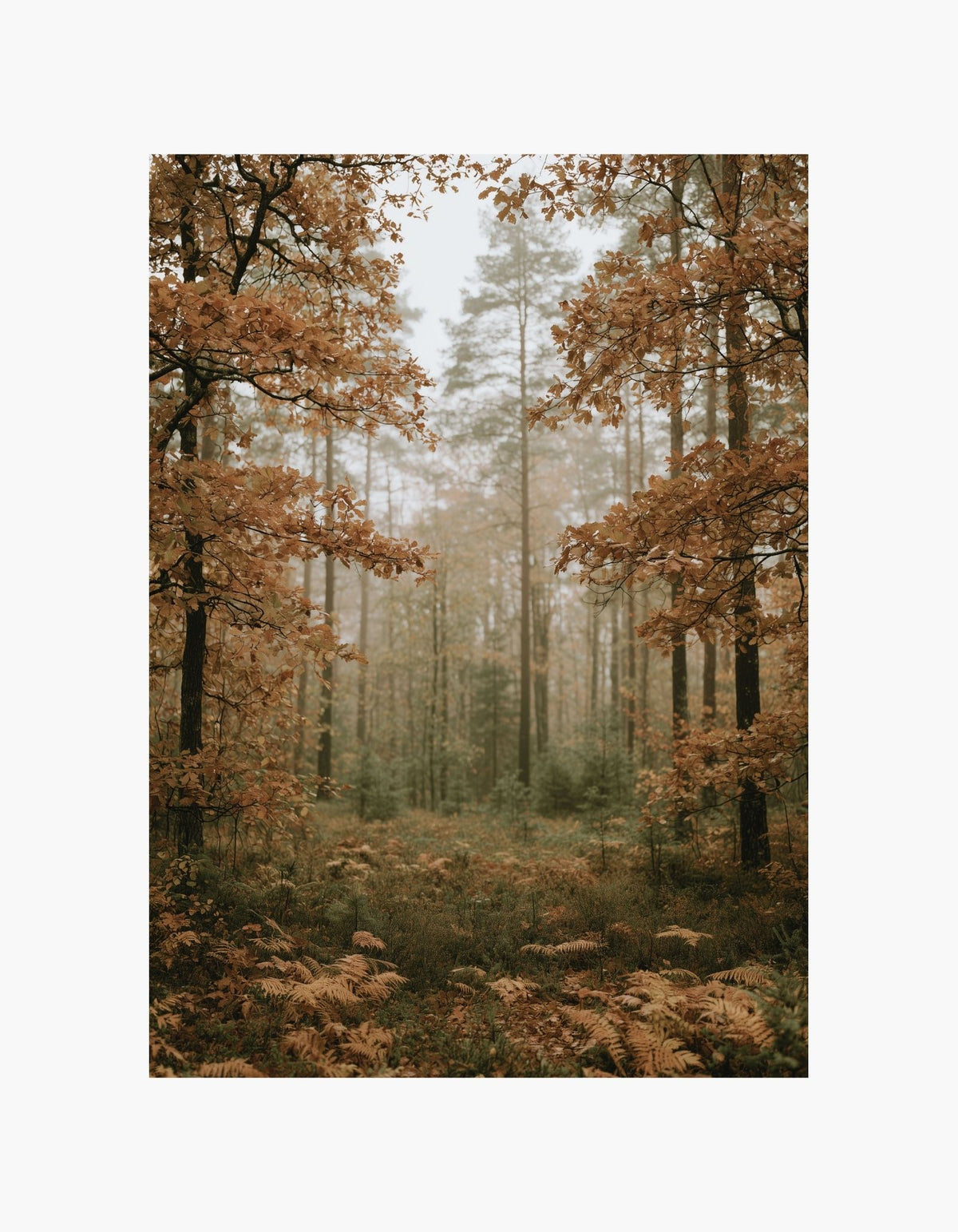 Fall Forest Poster