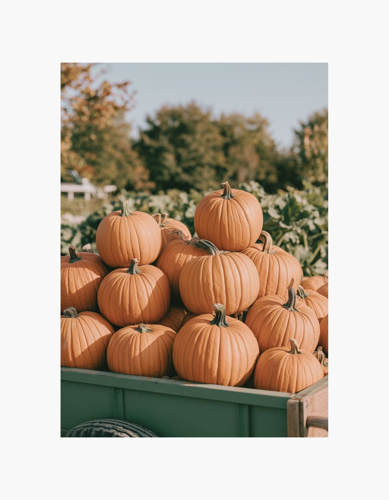Pumpkins Poster