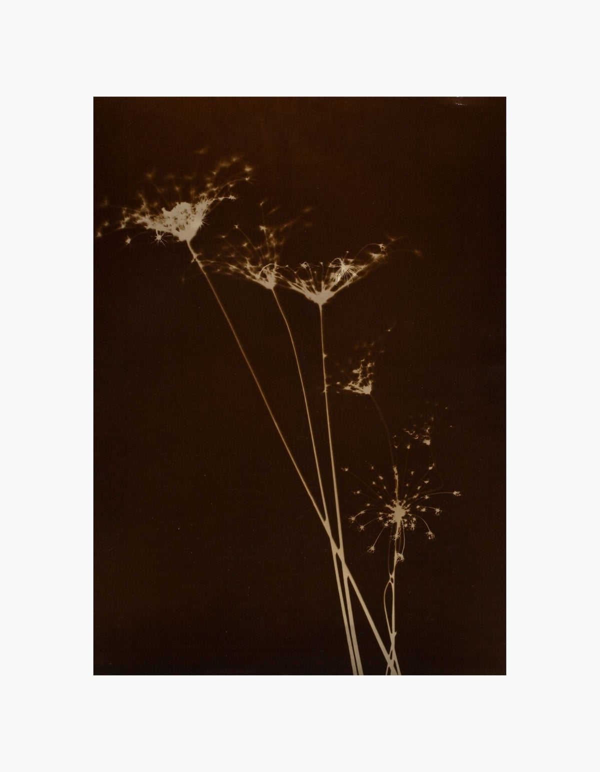 Botanical Glow by Curtis Moffat Poster