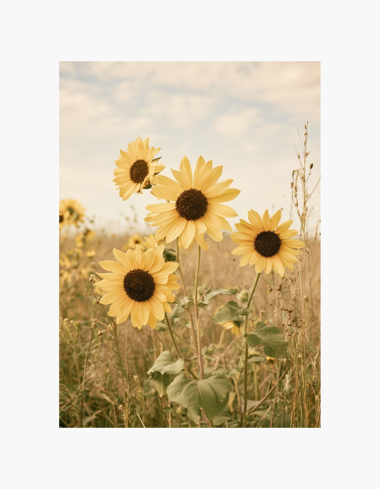 Golden Sunflowers Poster
