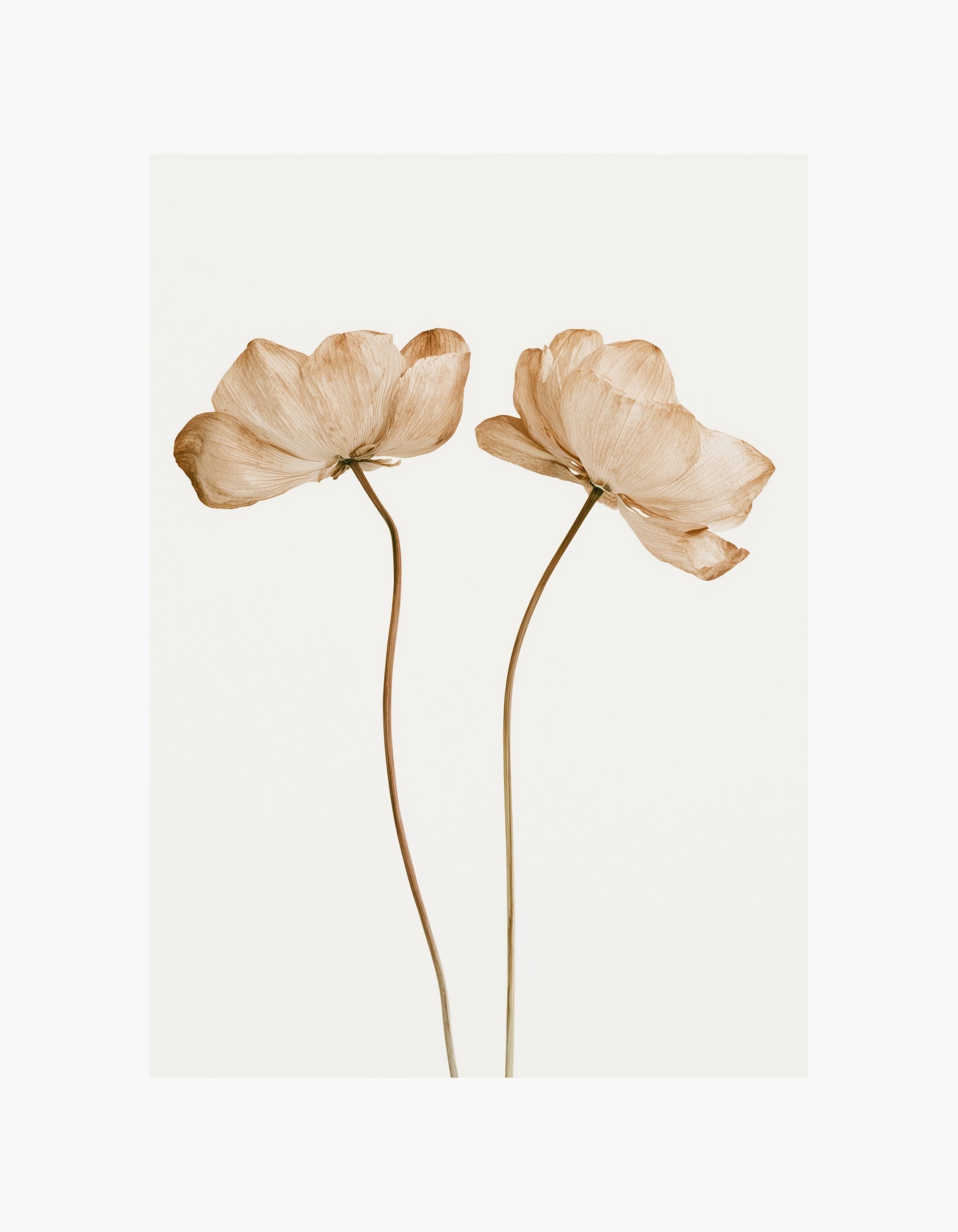 Dried Flowers No. 2 Poster