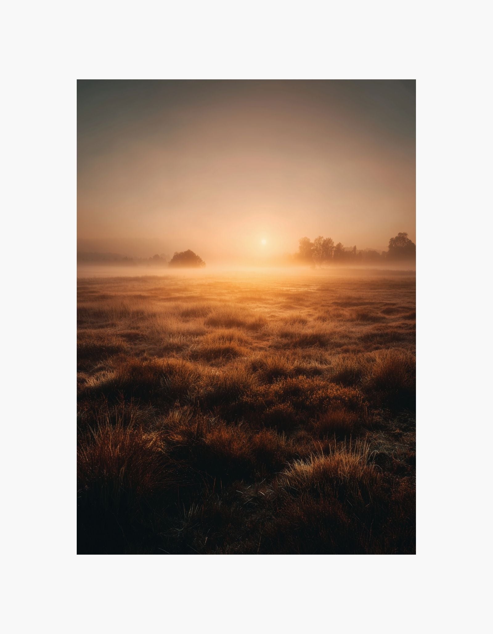 Golden Morning Poster