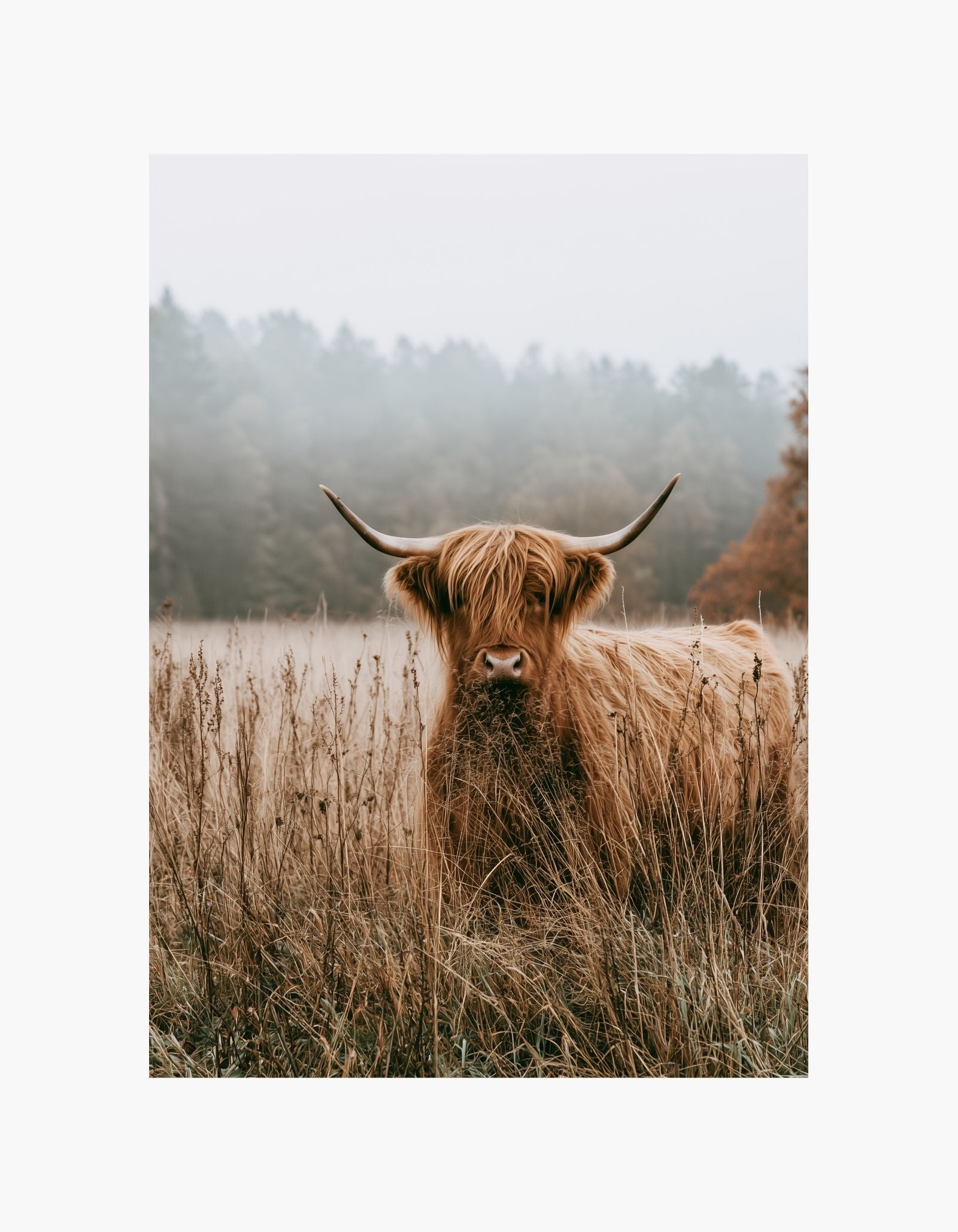 Highland Poster