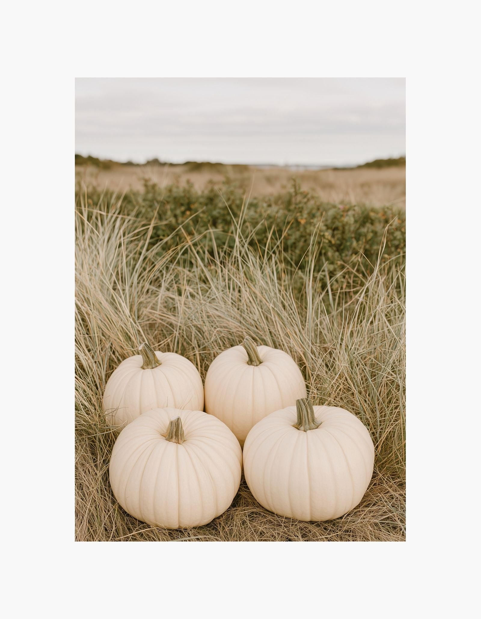 White Pumpkins Poster