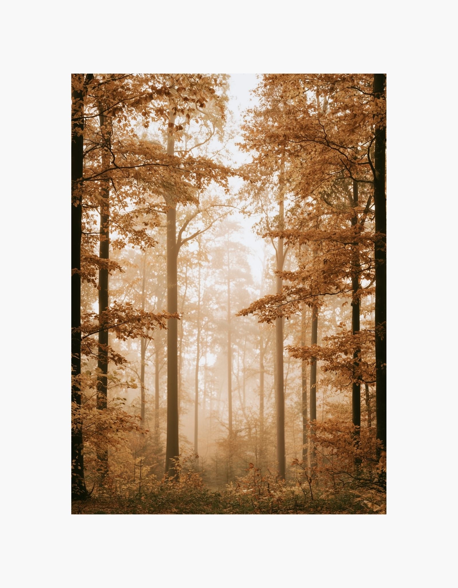 Golden Forest Poster