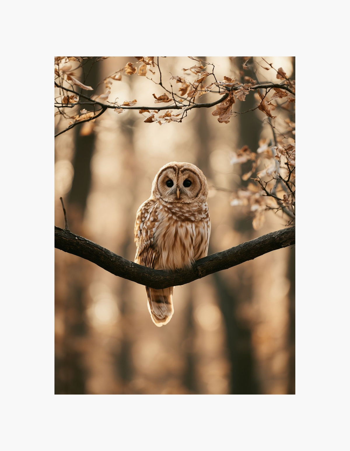 Owl Poster