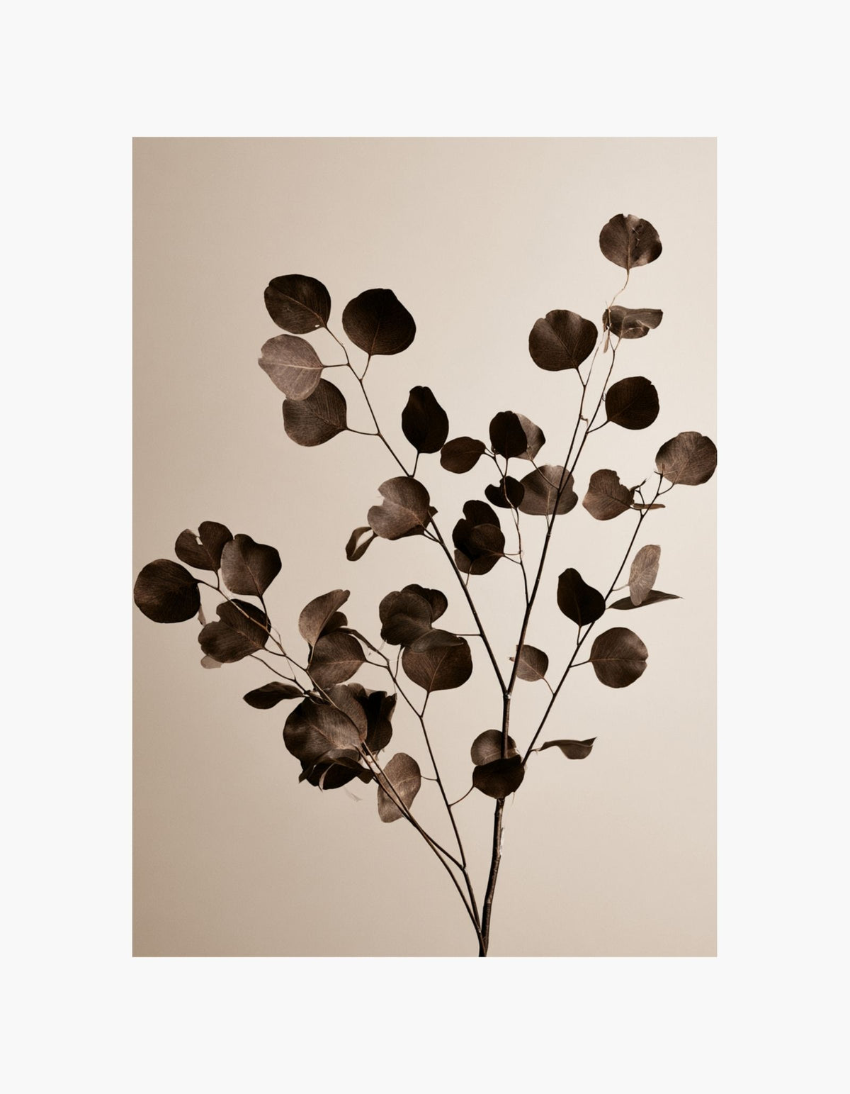 Brown Eucalyptus Poster