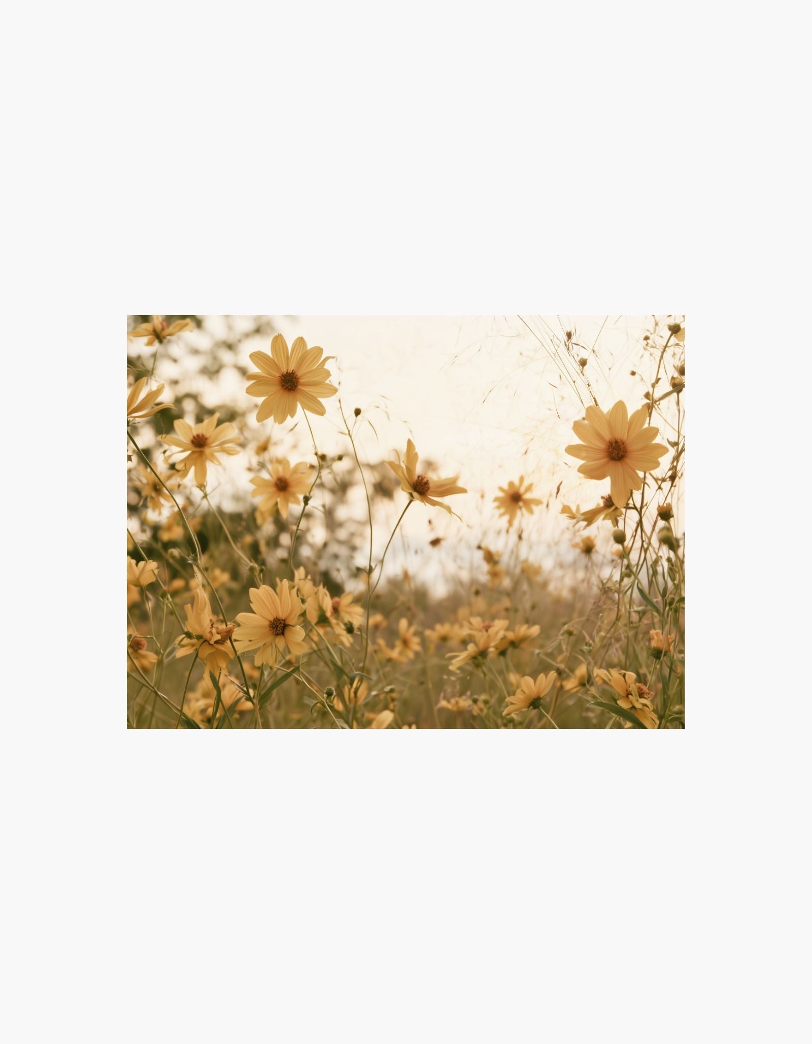 Golden Meadow Poster