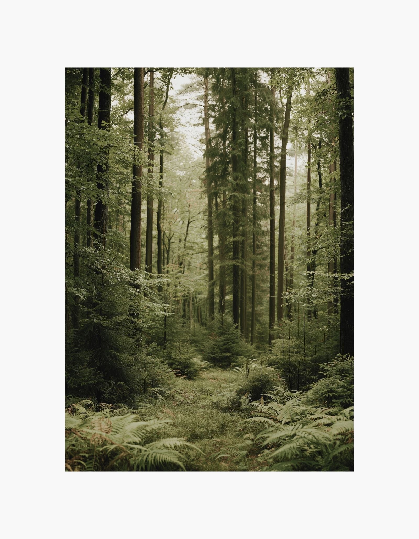 Forest Calm Poster