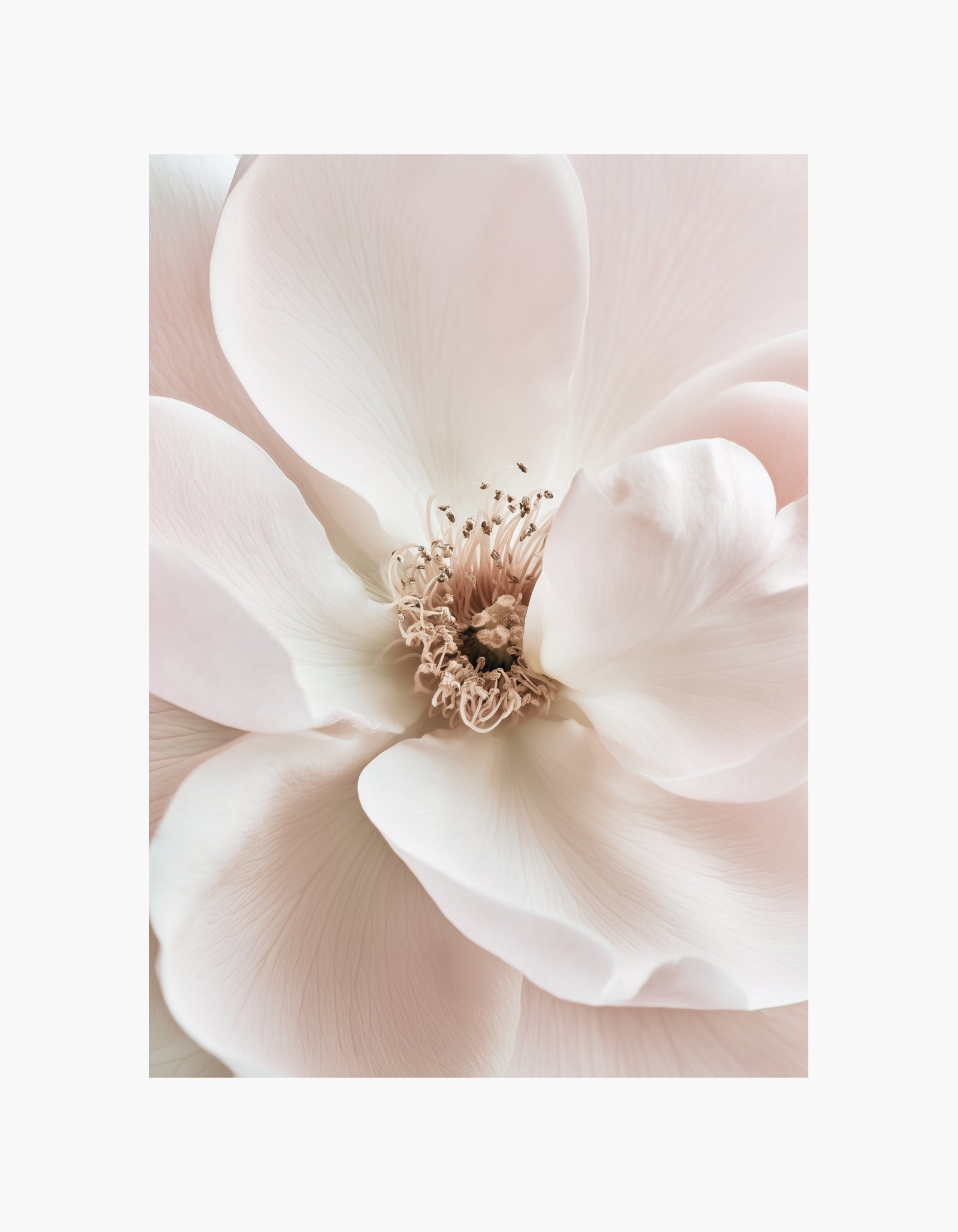 Powder Petals Poster