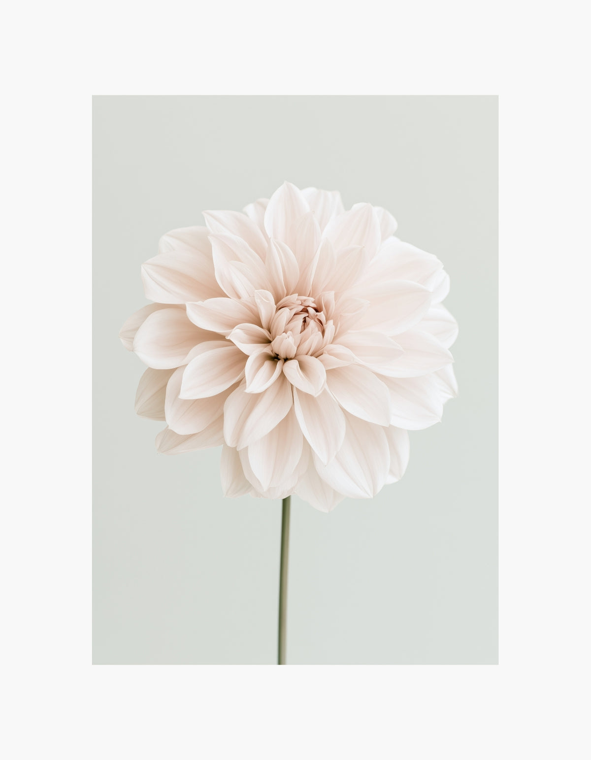Dahlia Poster