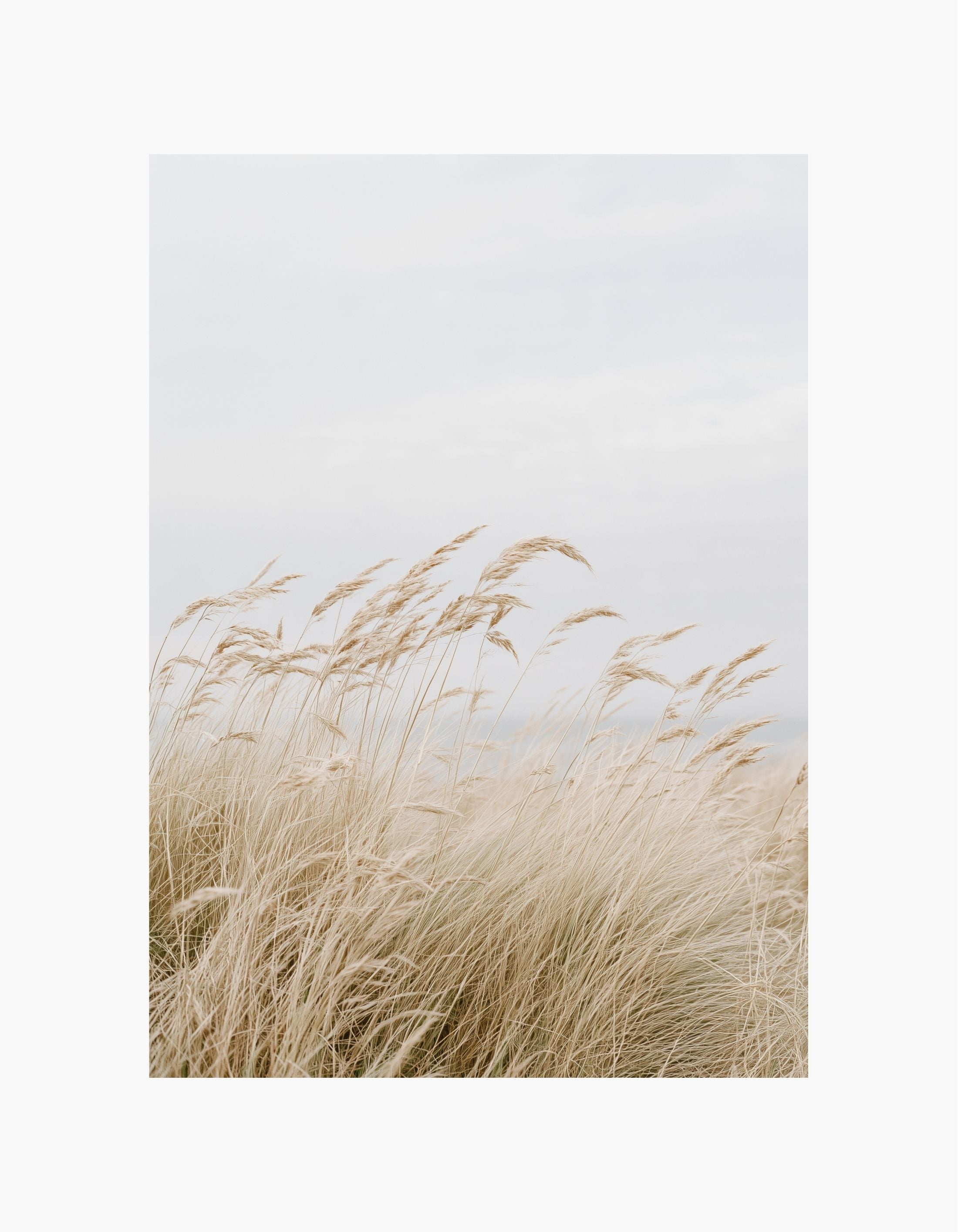 Beige Fields Poster
