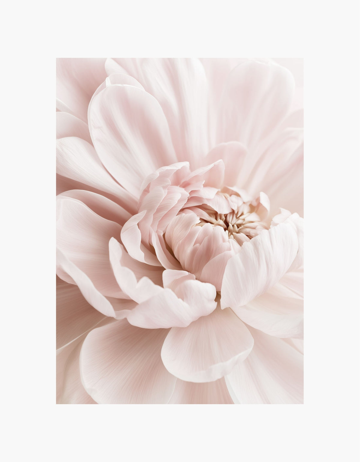 Pink Peony Poster