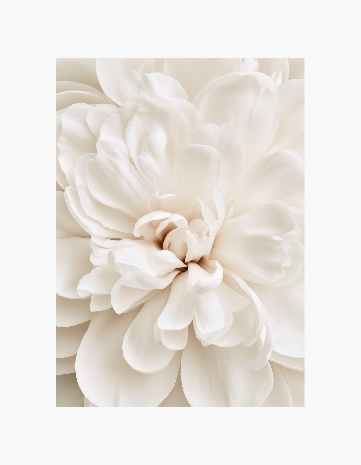 Ivory Peony No. 2 Poster