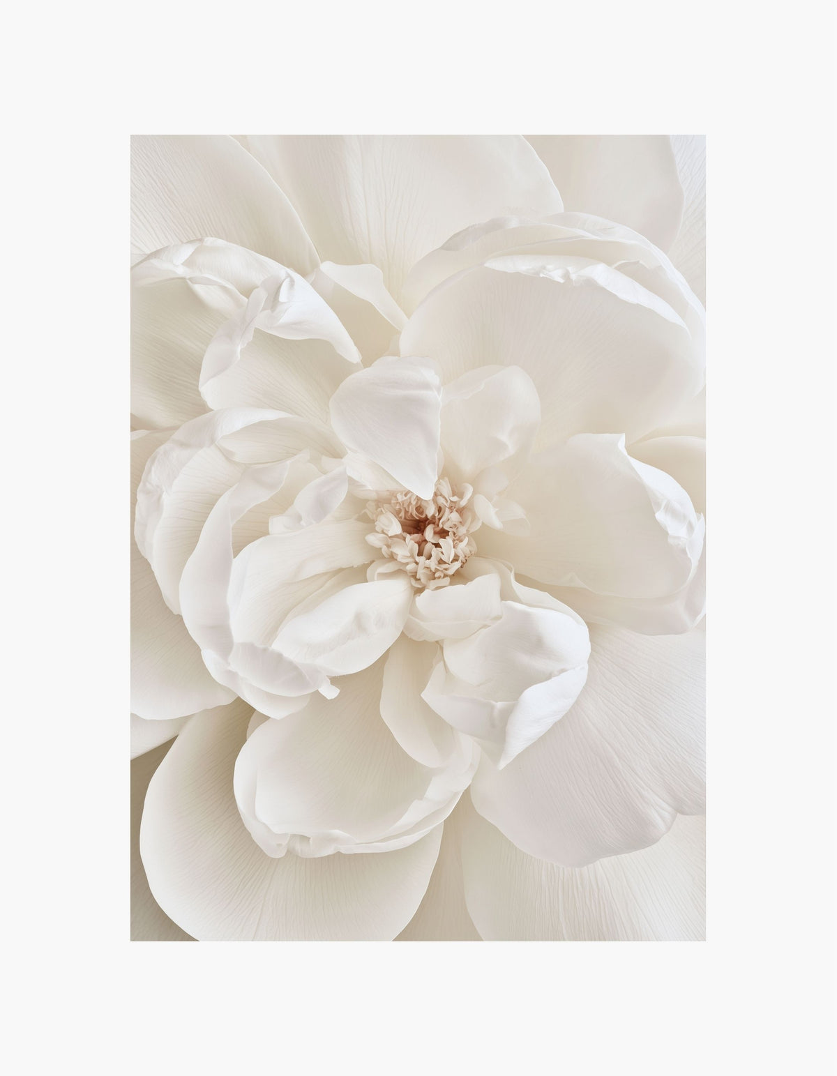 Ivory Peony No. 3 Poster