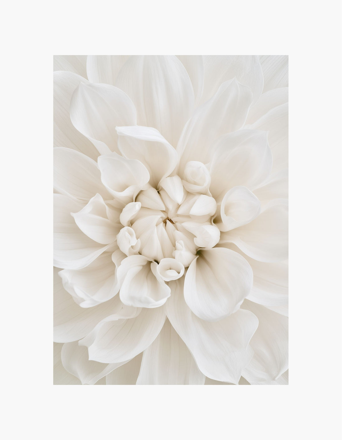 White Dahlia Poster