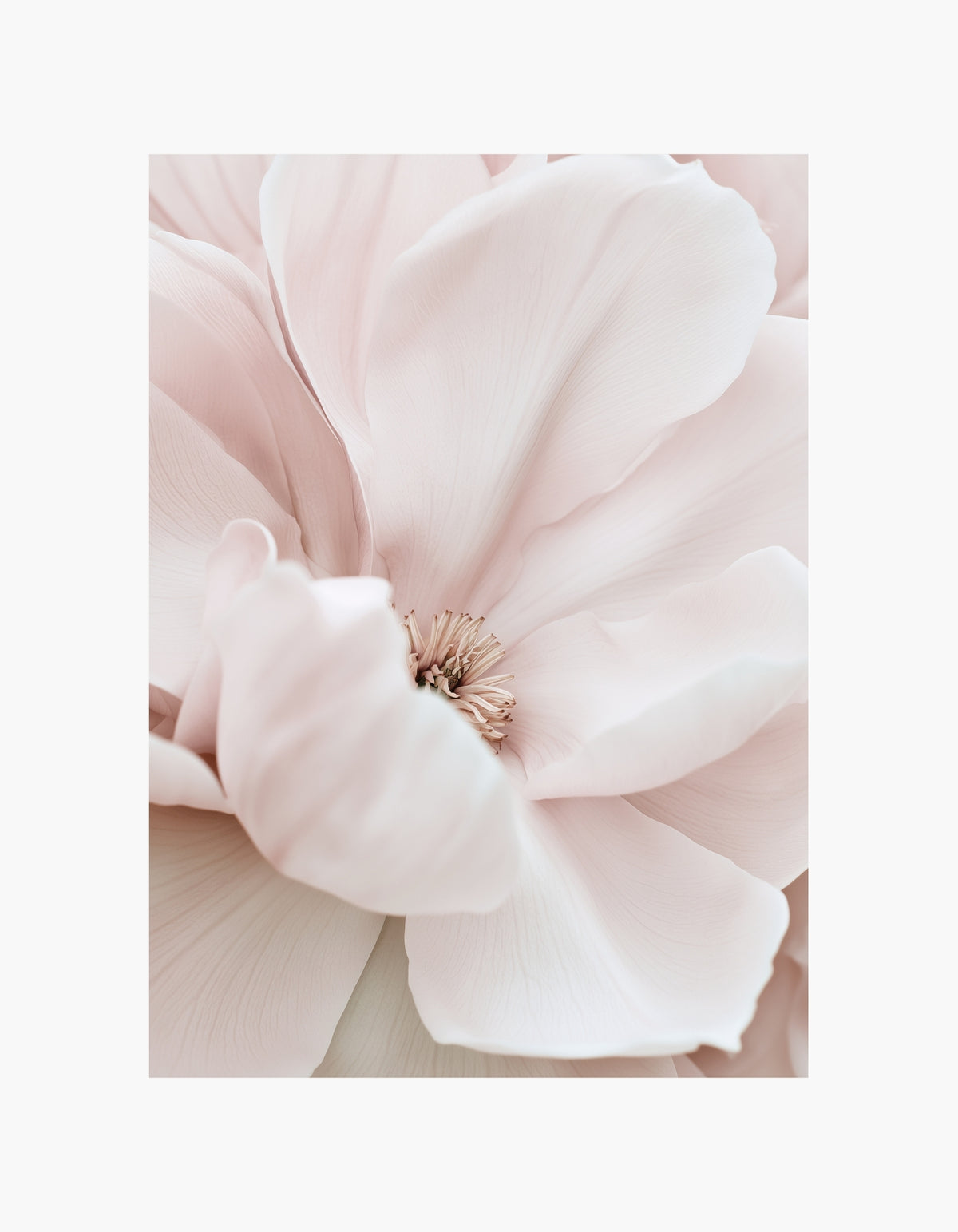 Blush Magnolia Poster