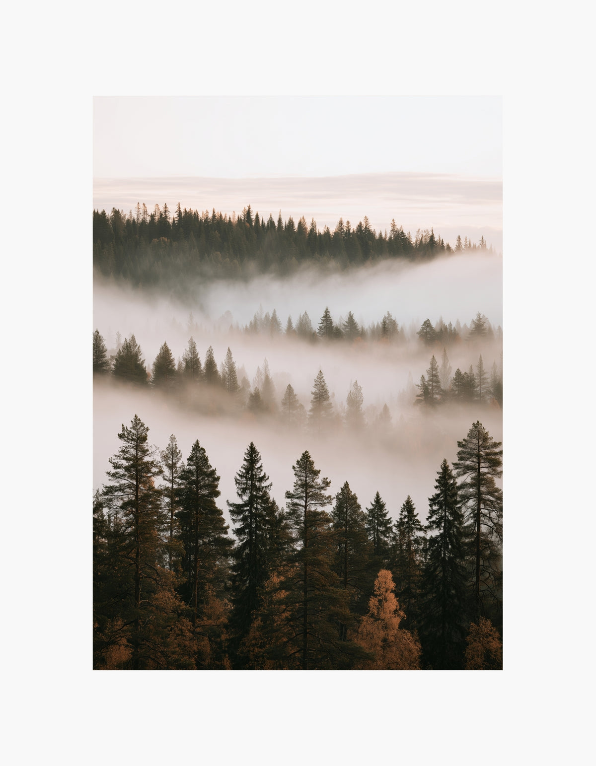 Foggy Forest Poster
