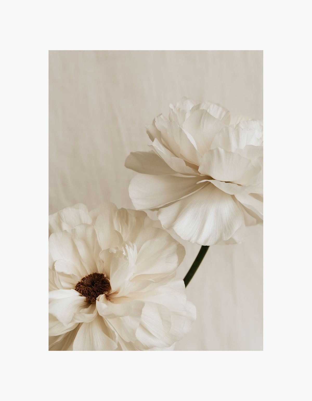 Cream Peony Poster