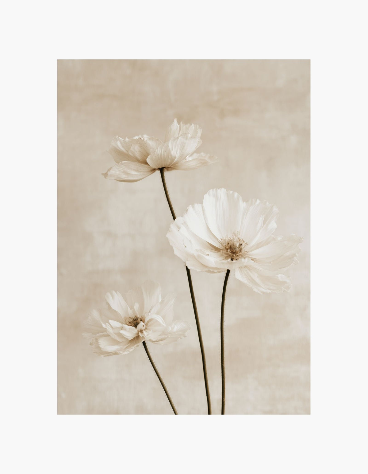 Cream Petals Poster