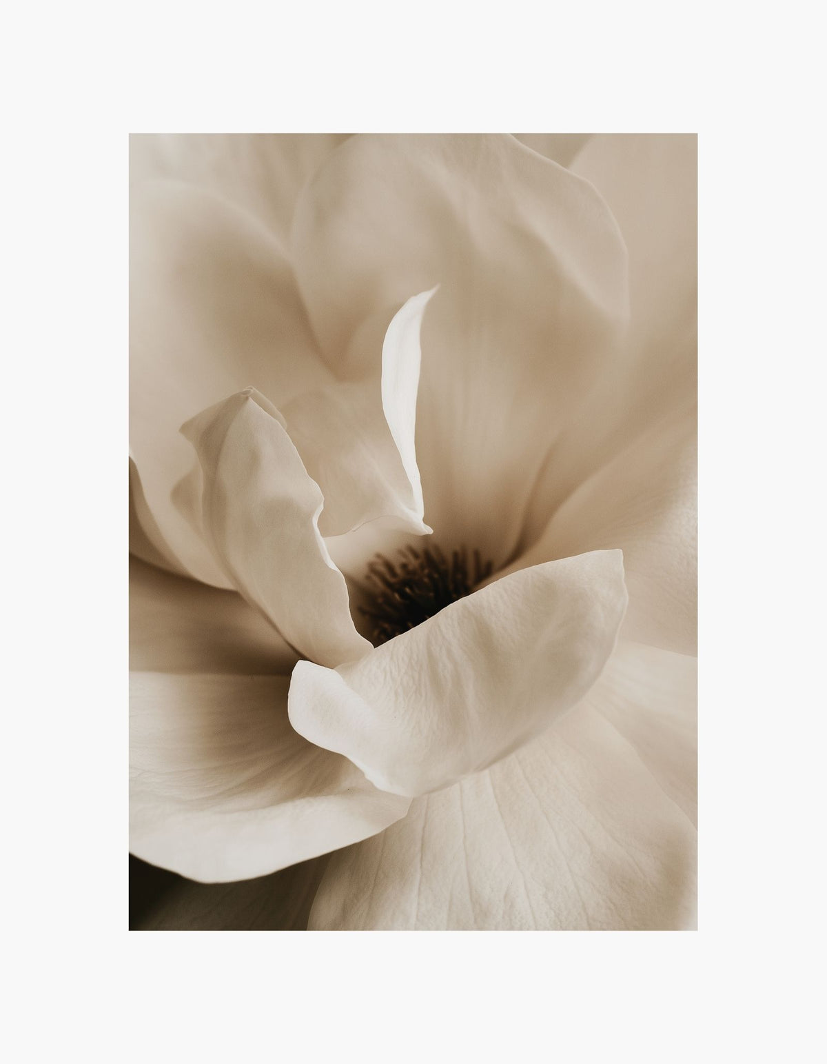 Soft Magnolia Poster
