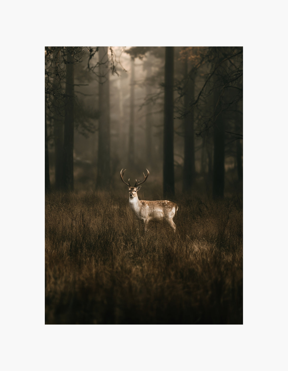 Wild Deer Poster