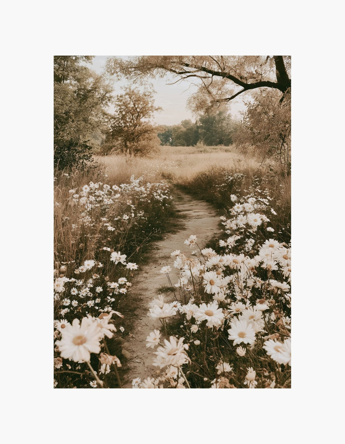 Daisy Path Poster