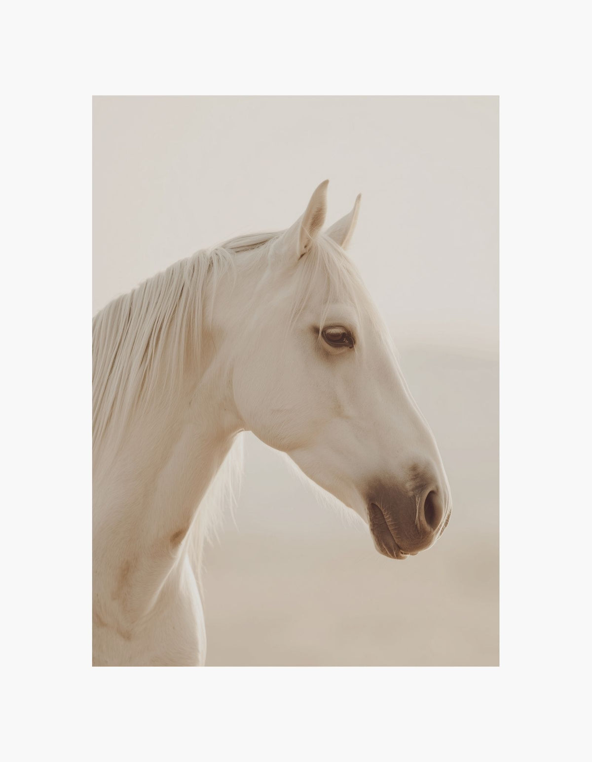 Ivory Horse Poster