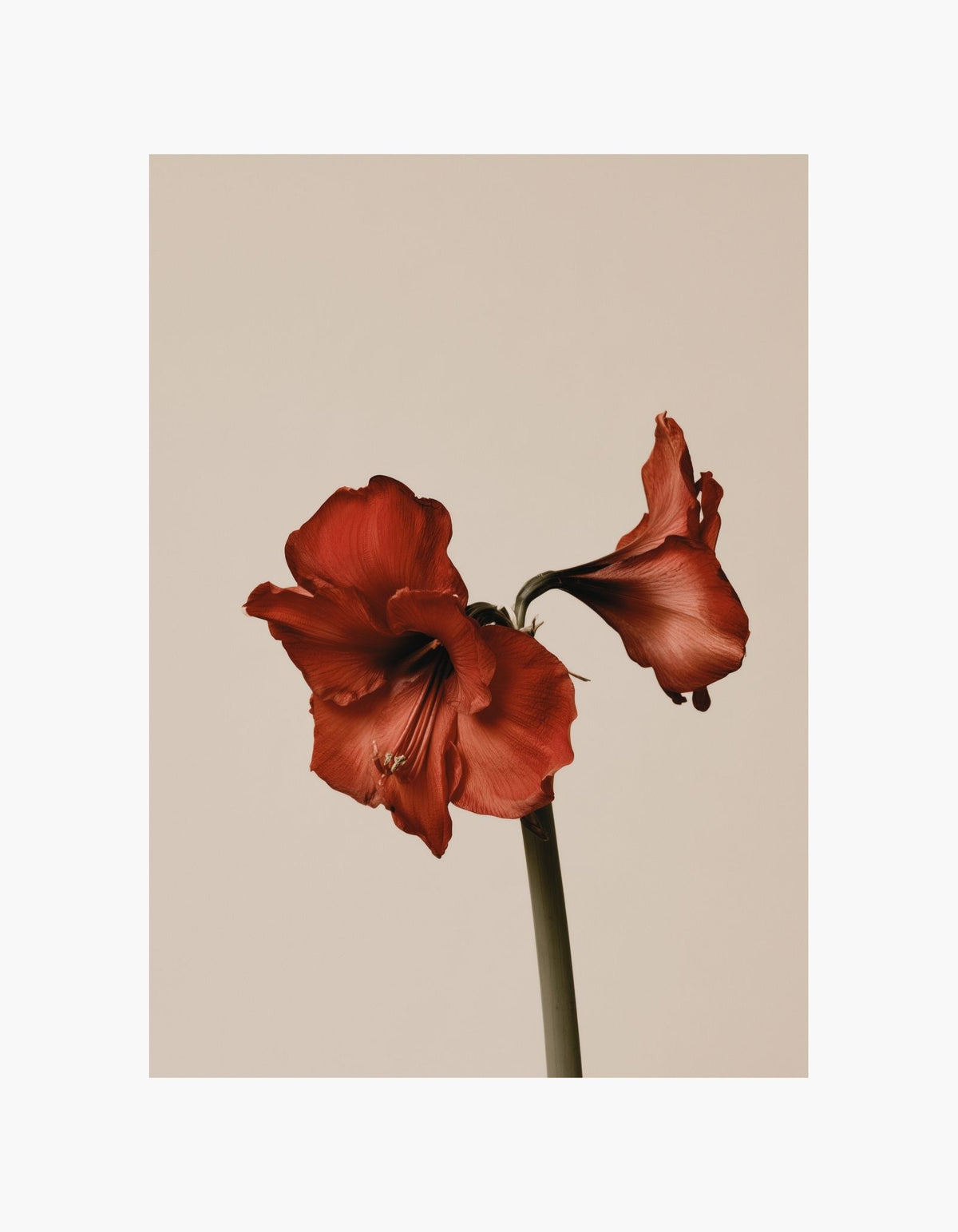 Red Amaryllis Poster