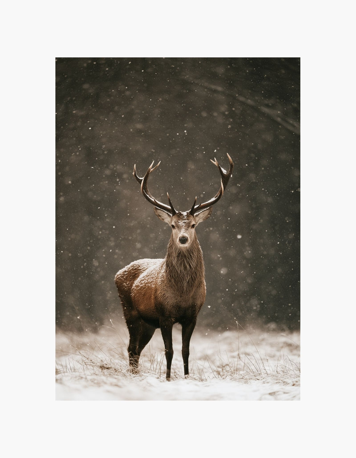 Snowy Forest Deer Poster