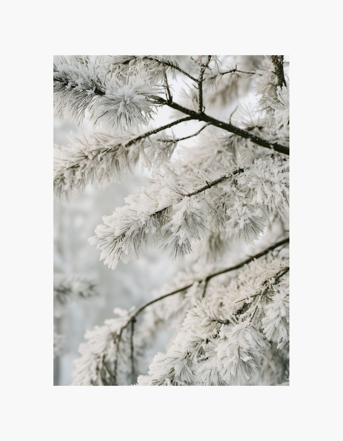 Frosted Branches Poster