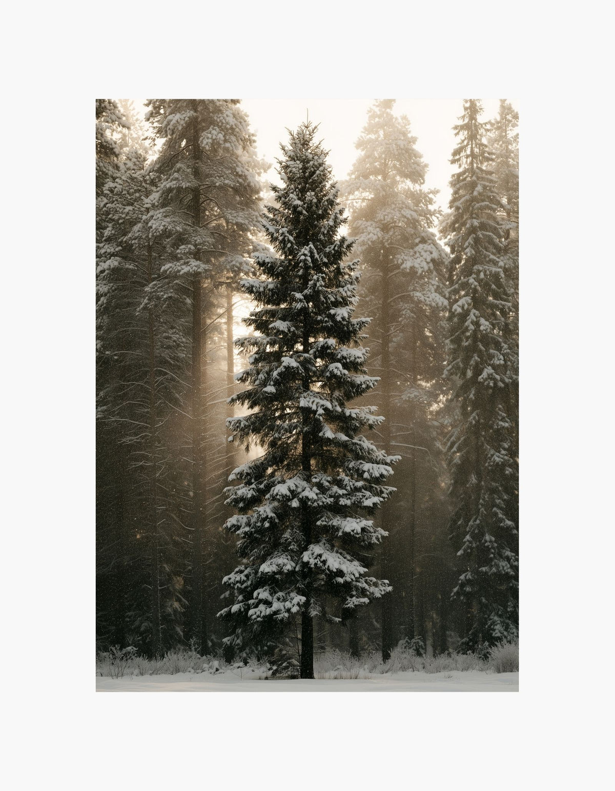 Golden Winter Light Poster